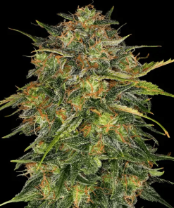 barneys cheese