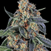 barneys cookieskush