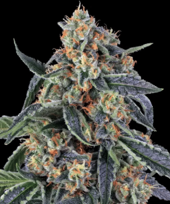 barneys cookieskush