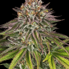barneys criticalkush