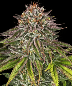 barneys criticalkush