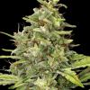 barneys g13
