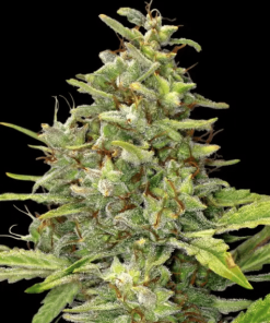 barneys g13