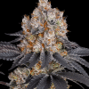 barneys gelato