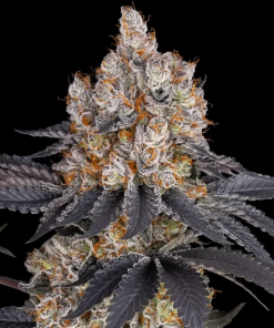 barneys gelato