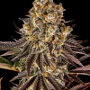 barneys gelato45