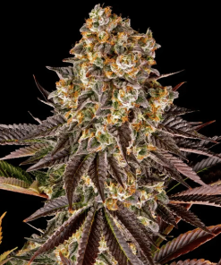 barneys gelato45