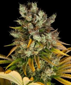 barneys gmo