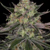 barneys gorillazkittlez