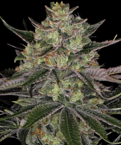 barneys gorillazkittlez