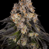 barneys gsc