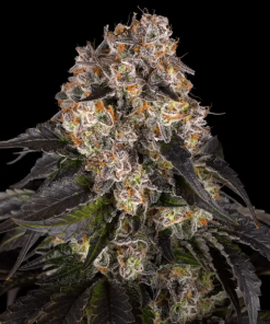 barneys gsc