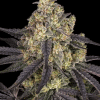 barneys kushmintz