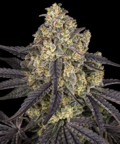 barneys kushmintz