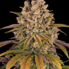 barneys lemontree