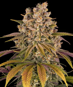 barneys lemontree
