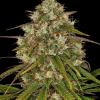 barneys libertyhaze