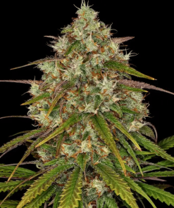 barneys libertyhaze