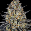 barneys lsd