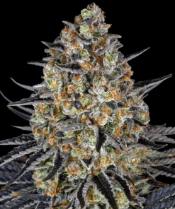 barneys lsd