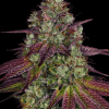 barneys mimosaevo