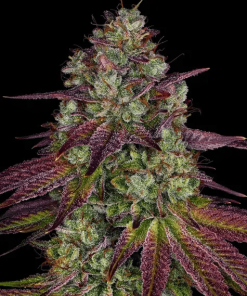 barneys mimosaevo
