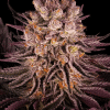 barneys mimosaxorange