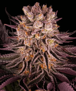 barneys mimosaxorange