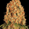 barneys orangesherbert