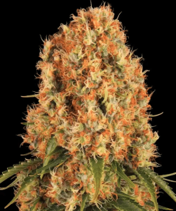 barneys orangesherbert