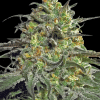 barneys peyotecookies