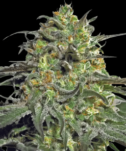 barneys peyotecookies
