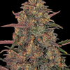 barneys pineapplechunk