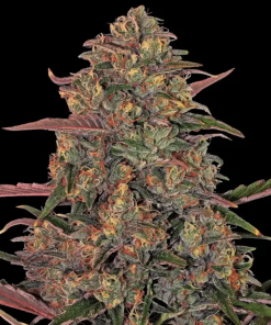 barneys pineapplechunk