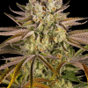 barneys pineapplexpress