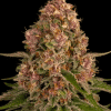 barneys pinkkush