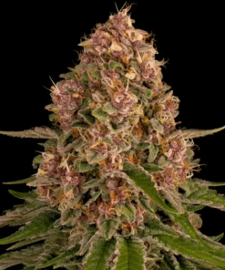 barneys pinkkush