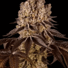 barneys purplepunch
