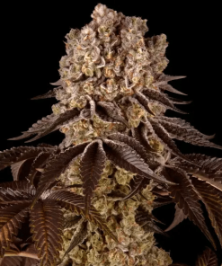 barneys purplepunch
