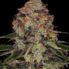 barneys shishkaberry