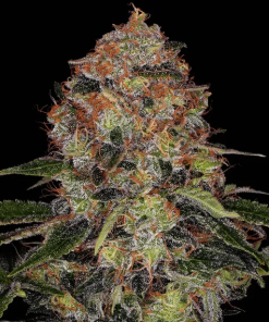 barneys shishkaberry
