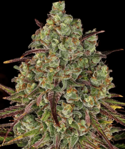 barneys tangerinedream