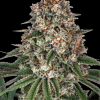 barneys tropicannabanana