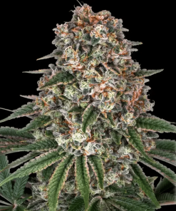 barneys tropicannabanana