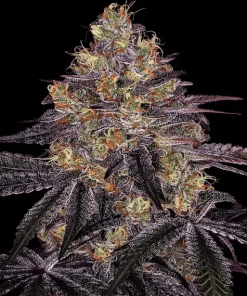 barneys watermelz