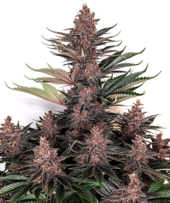 bpkush