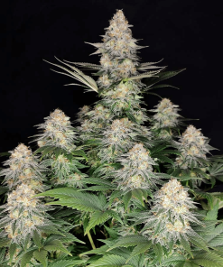 buddhakraken