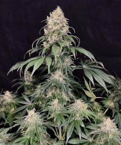 buddhamedikitcbd
