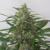 moby dick xxl autofiorenti seedsline