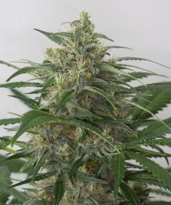 moby dick xxl autofiorenti seedsline